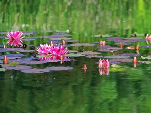 Preview wallpaper water lilies, water, herbs, leaves, surface, pond