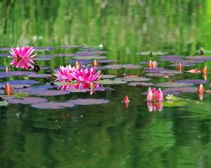 Preview wallpaper water lilies, water, herbs, leaves, surface, pond