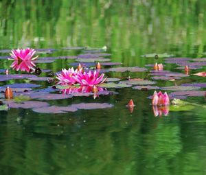 Preview wallpaper water lilies, water, herbs, leaves, surface, pond