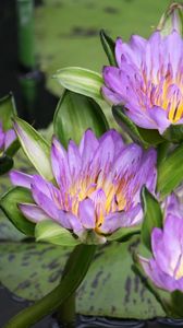 Preview wallpaper water lilies, water, lake, leaves, drops