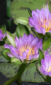 Preview wallpaper water lilies, water, lake, leaves, drops