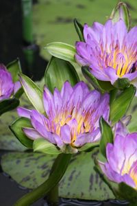 Preview wallpaper water lilies, water, lake, leaves, drops