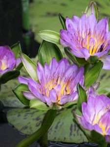 Preview wallpaper water lilies, water, lake, leaves, drops