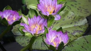 Preview wallpaper water lilies, water, lake, leaves, drops