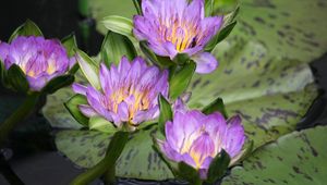 Preview wallpaper water lilies, water, lake, leaves, drops