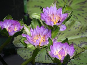 Preview wallpaper water lilies, water, lake, leaves, drops