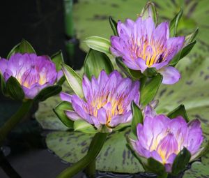 Preview wallpaper water lilies, water, lake, leaves, drops