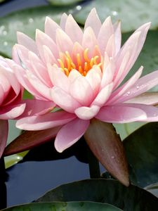 Preview wallpaper water lilies, water, leaves, mud, drops, close-up