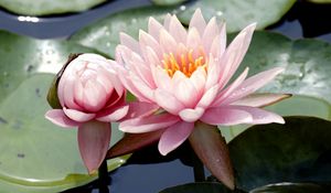 Preview wallpaper water lilies, water, leaves, mud, drops, close-up