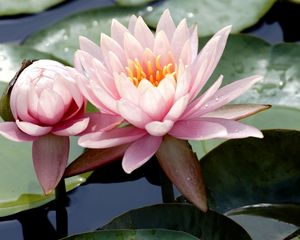 Preview wallpaper water lilies, water, leaves, mud, drops, close-up