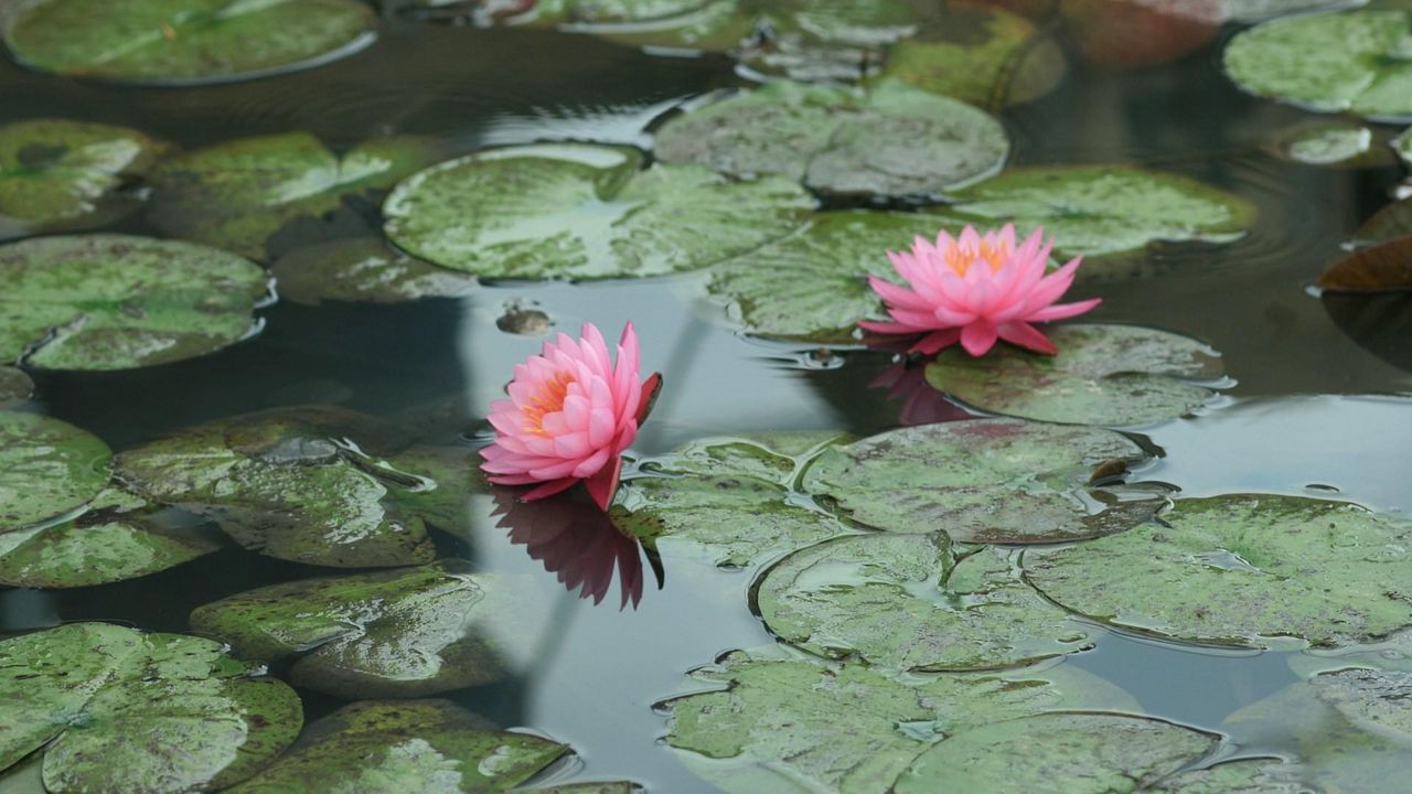 Wallpaper water lilies, water, leaves, pond