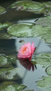 Preview wallpaper water lilies, water, leaves, pond