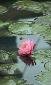 Preview wallpaper water lilies, water, leaves, pond