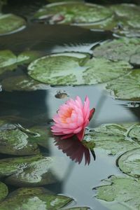 Preview wallpaper water lilies, water, leaves, pond