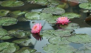 Preview wallpaper water lilies, water, leaves, pond