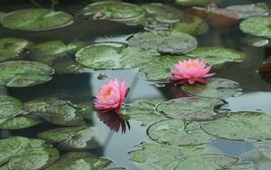 Preview wallpaper water lilies, water, leaves, pond