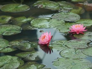 Preview wallpaper water lilies, water, leaves, pond