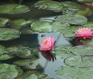 Preview wallpaper water lilies, water, leaves, pond