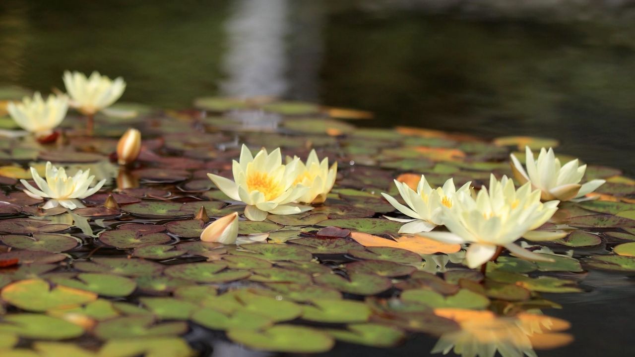 Wallpaper water lilies, water, leaves, glare, reflection