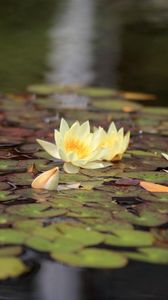 Preview wallpaper water lilies, water, leaves, glare, reflection