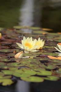 Preview wallpaper water lilies, water, leaves, glare, reflection