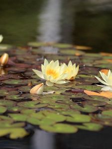 Preview wallpaper water lilies, water, leaves, glare, reflection