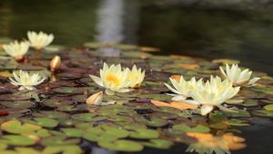 Preview wallpaper water lilies, water, leaves, glare, reflection