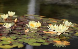 Preview wallpaper water lilies, water, leaves, glare, reflection