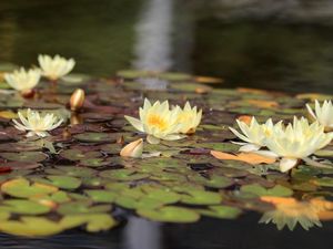 Preview wallpaper water lilies, water, leaves, glare, reflection