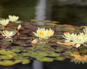 Preview wallpaper water lilies, water, leaves, glare, reflection