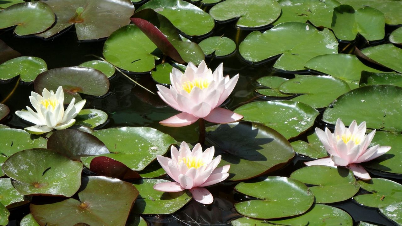 Wallpaper water lilies, water, leaves, pond, solar