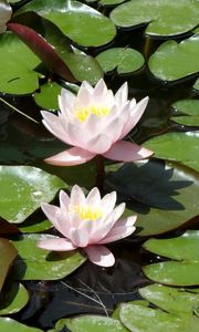 Preview wallpaper water lilies, water, leaves, pond, solar