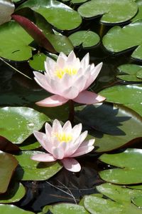 Preview wallpaper water lilies, water, leaves, pond, solar