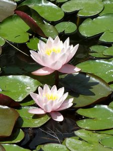 Preview wallpaper water lilies, water, leaves, pond, solar