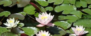 Preview wallpaper water lilies, water, leaves, pond, solar