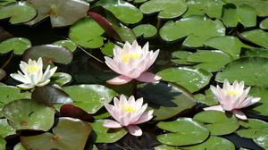 Preview wallpaper water lilies, water, leaves, pond, solar
