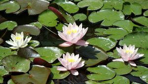 Preview wallpaper water lilies, water, leaves, pond, solar