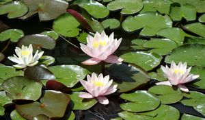 Preview wallpaper water lilies, water, leaves, pond, solar