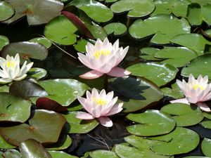 Preview wallpaper water lilies, water, leaves, pond, solar