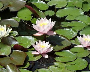 Preview wallpaper water lilies, water, leaves, pond, solar