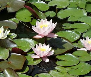 Preview wallpaper water lilies, water, leaves, pond, solar