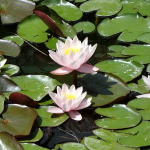 Preview wallpaper water lilies, water, leaves, pond, solar