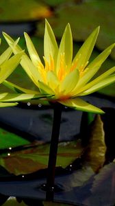 Preview wallpaper water lilies, water, leaves, close-up, glare