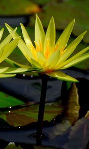 Preview wallpaper water lilies, water, leaves, close-up, glare