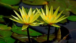 Preview wallpaper water lilies, water, leaves, close-up, glare