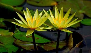 Preview wallpaper water lilies, water, leaves, close-up, glare