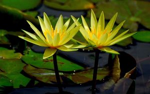 Preview wallpaper water lilies, water, leaves, close-up, glare