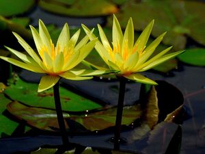 Preview wallpaper water lilies, water, leaves, close-up, glare