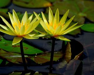 Preview wallpaper water lilies, water, leaves, close-up, glare