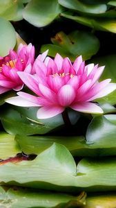 Preview wallpaper water lilies, water, leaves, herbs